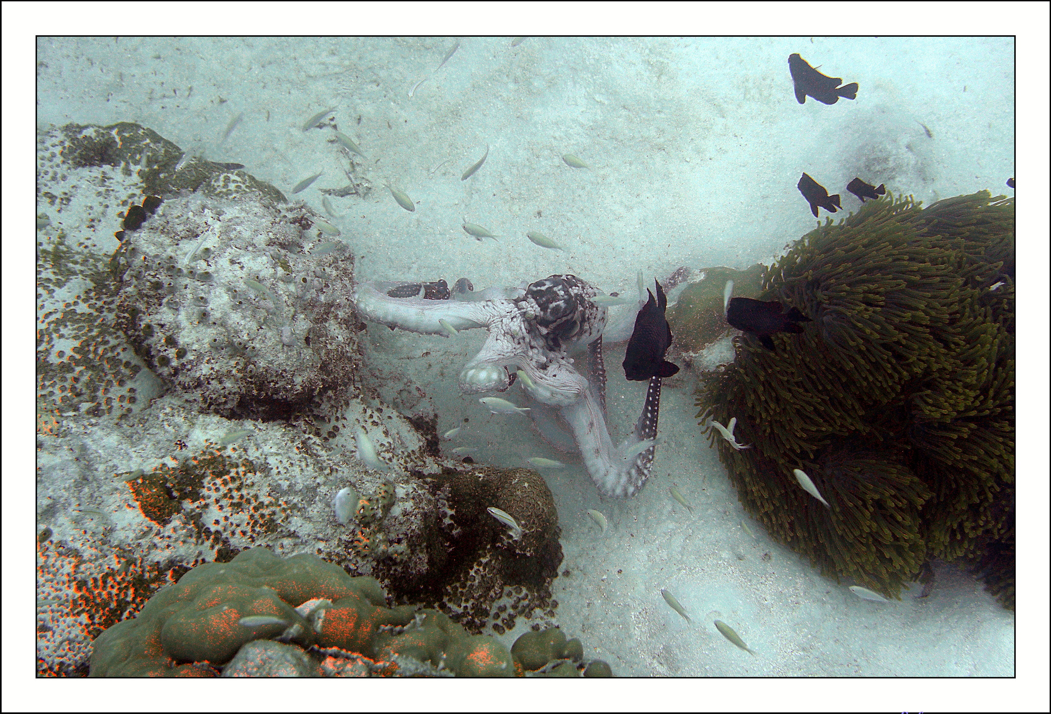 2022 - 07 - snorkeling Maldives - 012